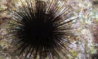 Black Urchin.  Many here!